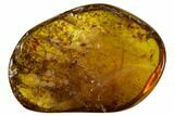 Polished Chiapas Amber ( g) - Mexico #114970-1